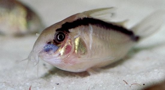 corydora1